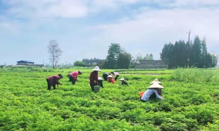 辽宁野菜图谱_致富经辽宁野菜_致富辽宁野菜图片