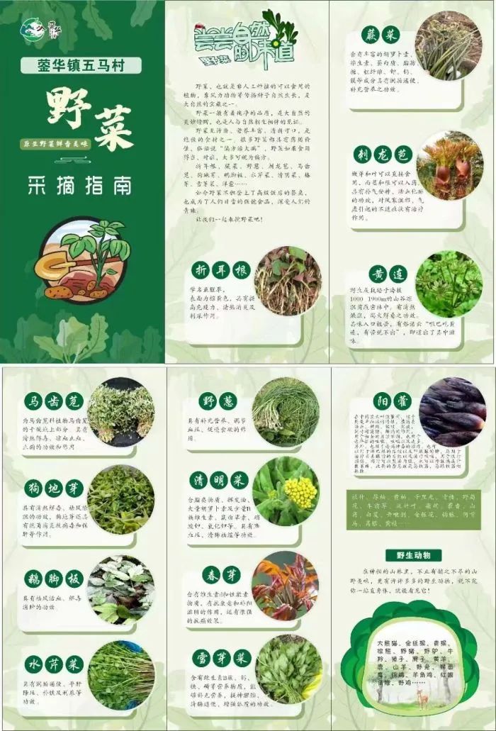 辽宁野菜图谱_致富经辽宁野菜_致富辽宁野菜图片