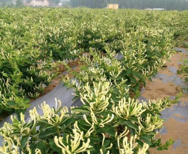 致富室内种植项目是什么_室内种植致富项目_室内种植业致富项目