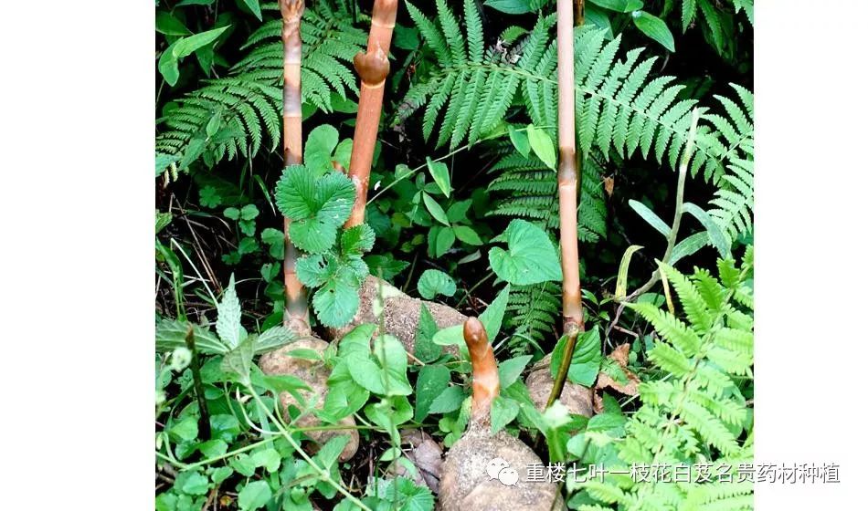 致富经怎样让土豆高产_土豆高产技术_致富经土豆种植视频