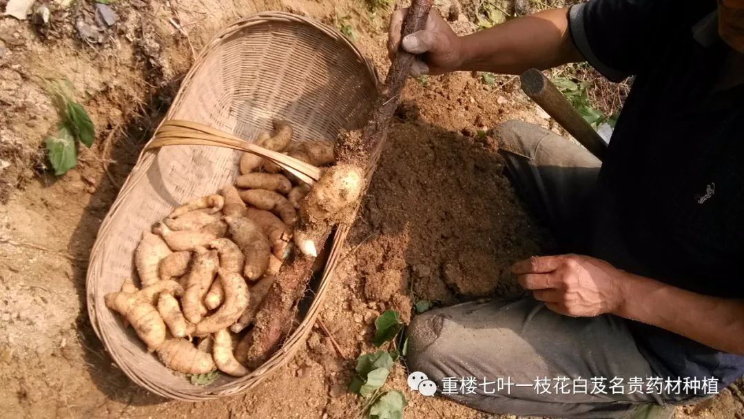 土豆高产技术_致富经怎样让土豆高产_致富经土豆种植视频