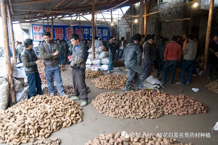 致富经土豆种植视频_土豆高产技术_致富经怎样让土豆高产