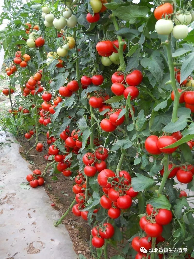 农村种植蔬菜致富方案_种植蔬菜致富经视频_种菜致富案例