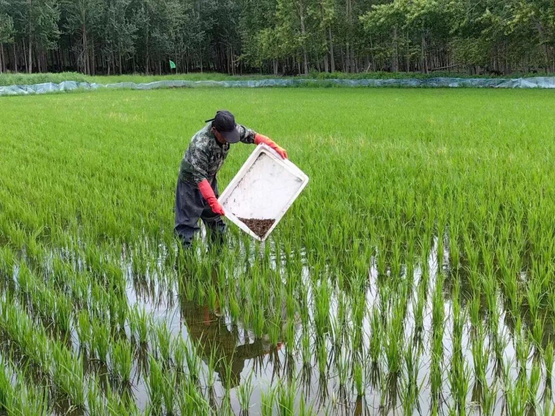 小鱼虾养殖技术_养殖鱼虾技术小结怎么写_养殖鱼虾技术小知识