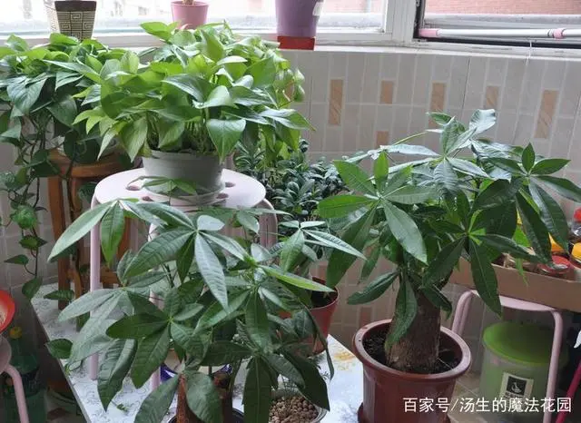 发财树养殖技术_发财树养殖视频教程_发财养殖树技术有哪些