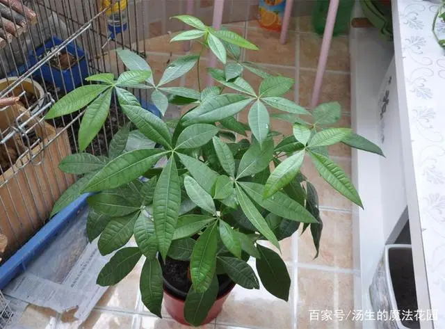 发财树养殖视频教程_发财养殖树技术有哪些_发财树养殖技术