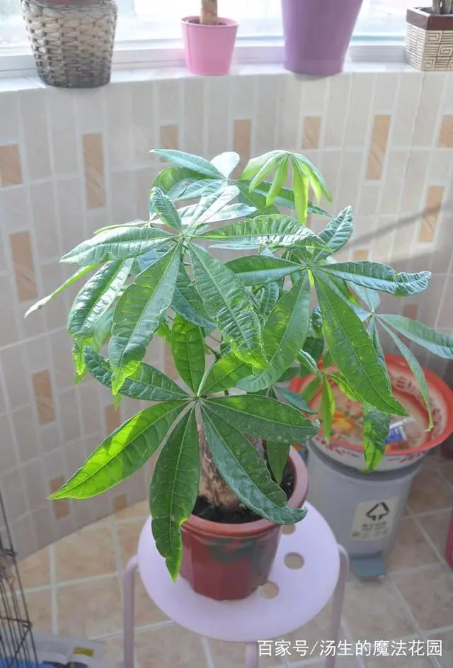 发财树养殖视频教程_发财树养殖技术_发财养殖树技术有哪些