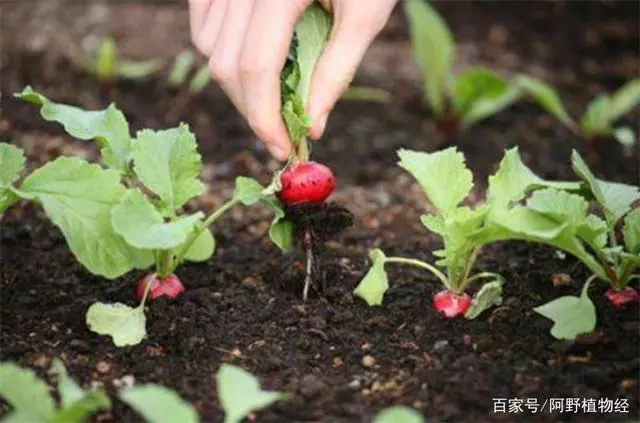 水萝卜几天发芽出苗？春季播种需要10~15天，用30℃温水催芽效果好