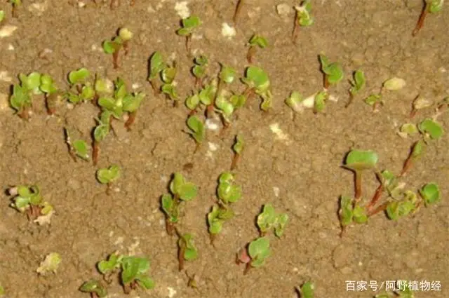 水萝卜种植技术_萝卜种植怎么浇水_萝卜水里种植