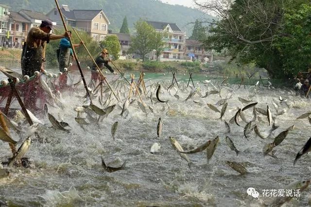 草鱼密度养殖 致富经_致富经高密度养草鱼_每日农经高密度养殖草鱼视频