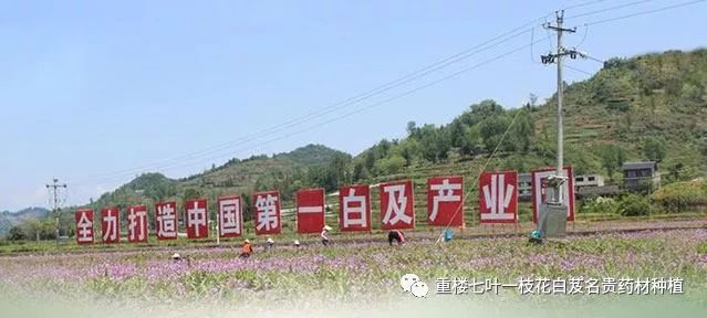 致富经种白芨_种植白芨利润怎么样_种白芨是不是骗局