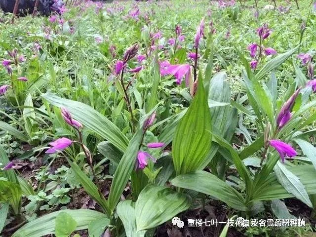 种白芨是不是骗局_致富经种白芨_种植白芨利润怎么样