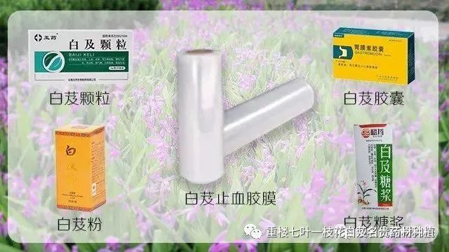 种白芨是不是骗局_致富经种白芨_种植白芨利润怎么样