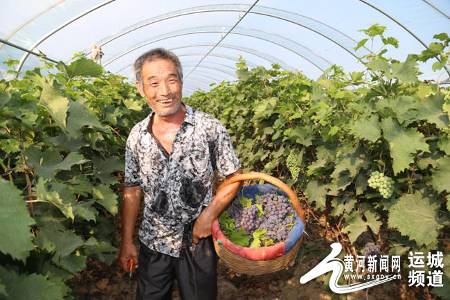 夏县郭里村：葡萄状元的致富路