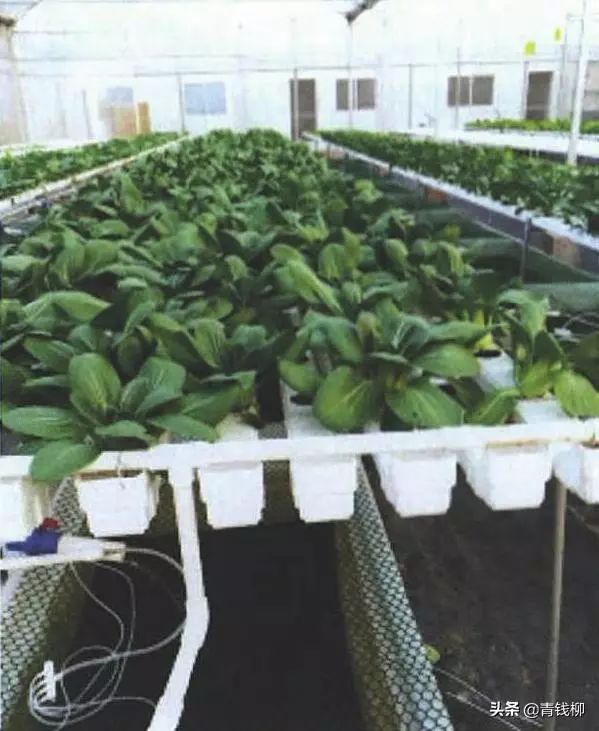 萝卜水里种植_水萝卜种植技术_萝卜种水的功效和作用