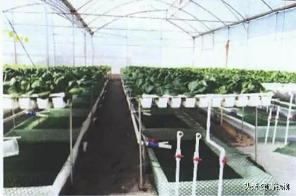 萝卜种水的功效和作用_萝卜水里种植_水萝卜种植技术
