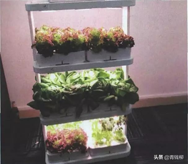 萝卜水里种植_萝卜种水的功效和作用_水萝卜种植技术