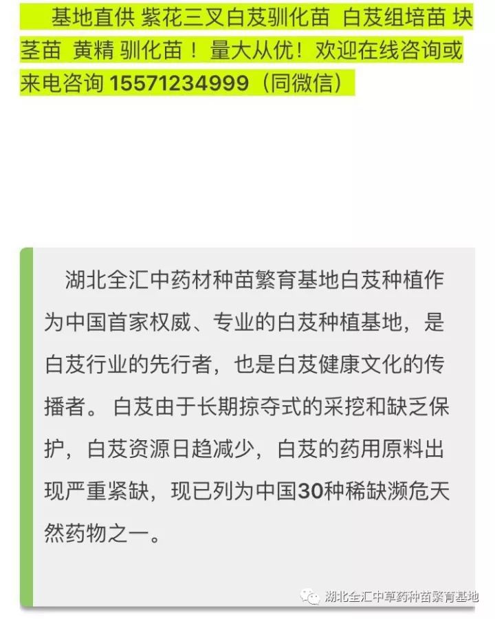 种植白芨致富项目_种白芨能赚钱吗_致富经种白芨