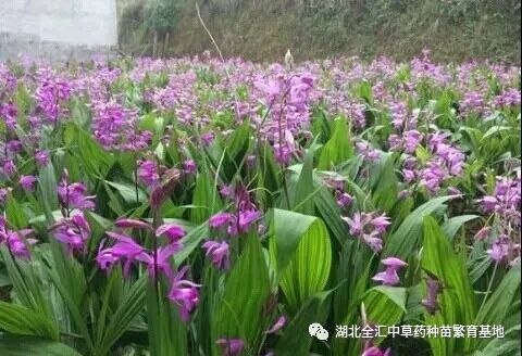 致富经种白芨_种植白芨致富项目_种白芨能赚钱吗