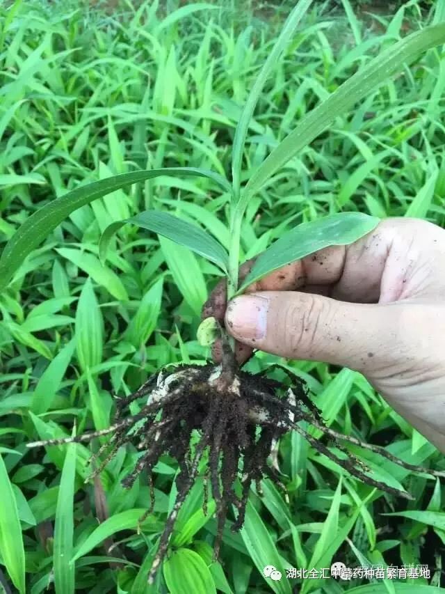 致富经种白芨_种白芨能赚钱吗_种植白芨致富项目