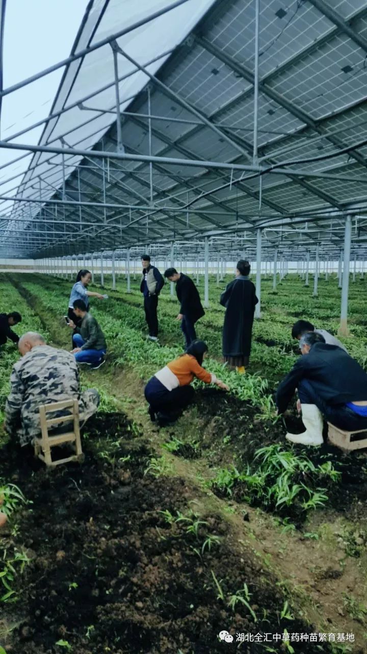 种白芨能赚钱吗_种植白芨致富项目_致富经种白芨