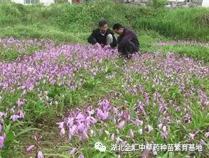 致富经种白芨_种白芨能赚钱吗_种植白芨致富项目