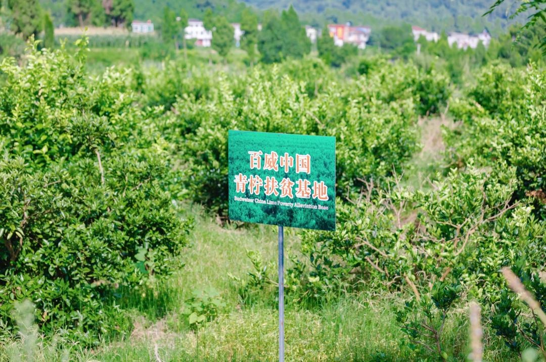 致富经种树视频_视频致富苗种植树怎么做_种植苗树致富视频