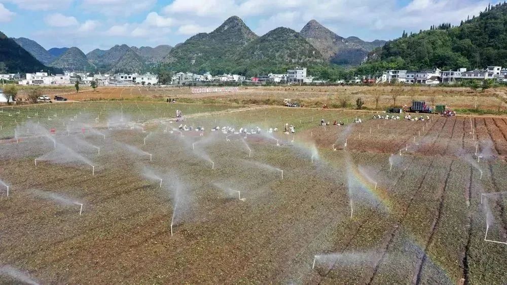 种植菜心致富报道_种菜致富案例_种植蔬菜报道