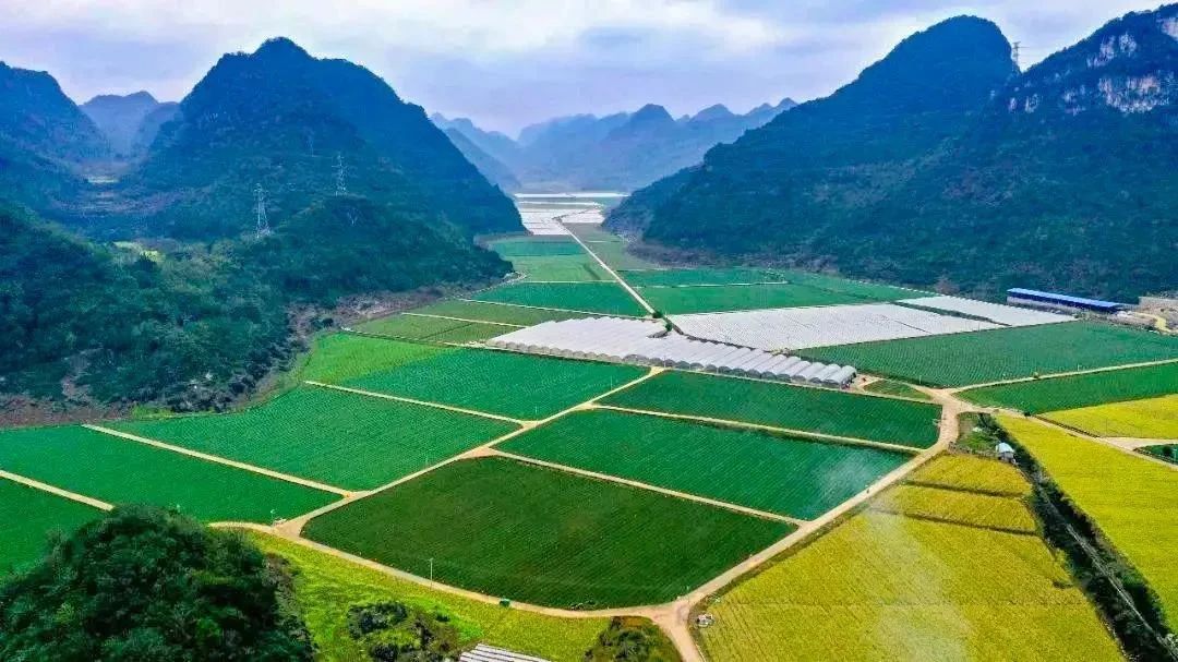 种植蔬菜报道_种菜致富案例_种植菜心致富报道