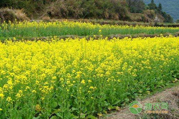 红油菜种植技术_种红油菜方法视频_油菜栽培技术