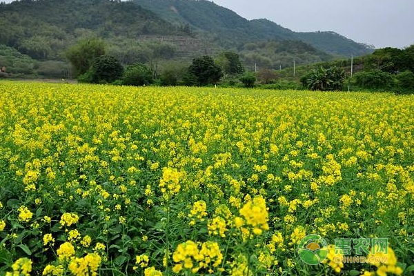 种红油菜方法视频_红油菜种植技术_油菜栽培技术