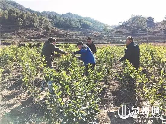 种树致富全部视频_致富种植视频全集_种植苗树致富视频