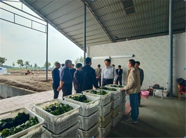 社旗县晋庄镇：蔬菜种植基地忙  增收致富有奔头