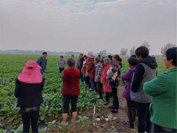 社旗县晋庄镇：蔬菜种植基地忙  增收致富有奔头