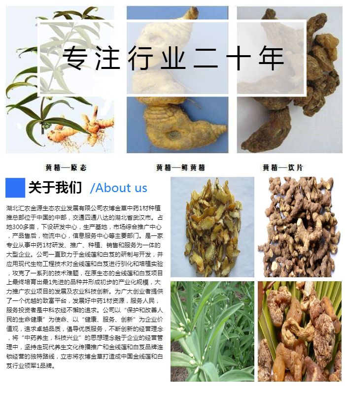 白鸡养殖_白鸡种植技术_白鸡药材怎么种植