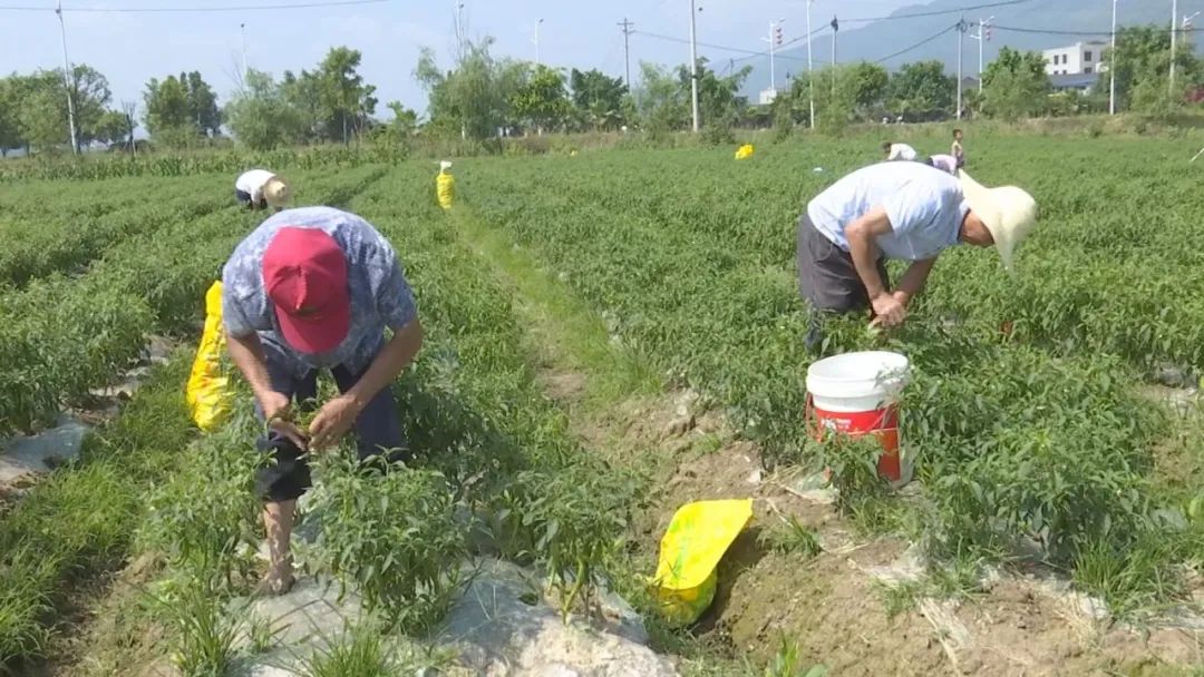 辣椒种植家庭技术要点_辣椒家庭种植技术_辣椒怎样种植