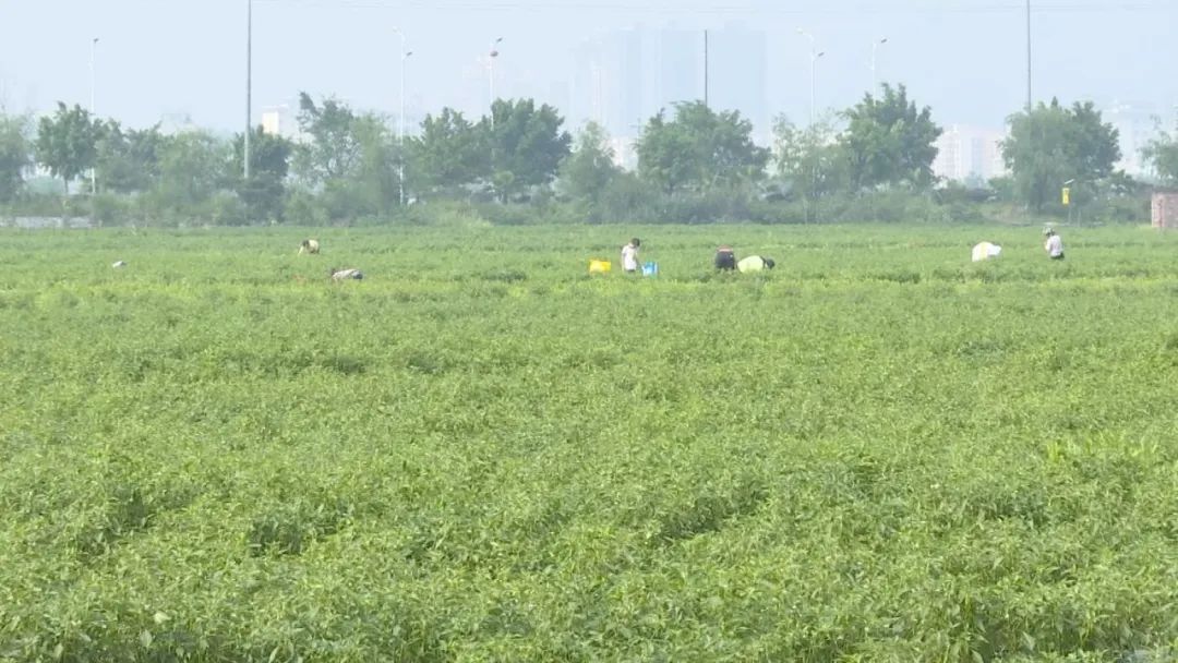 辣椒怎样种植_辣椒家庭种植技术_辣椒种植家庭技术要点