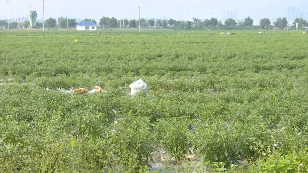 辣椒种植家庭技术要点_辣椒家庭种植技术_辣椒怎样种植