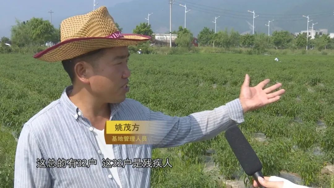 辣椒怎样种植_辣椒家庭种植技术_辣椒种植家庭技术要点