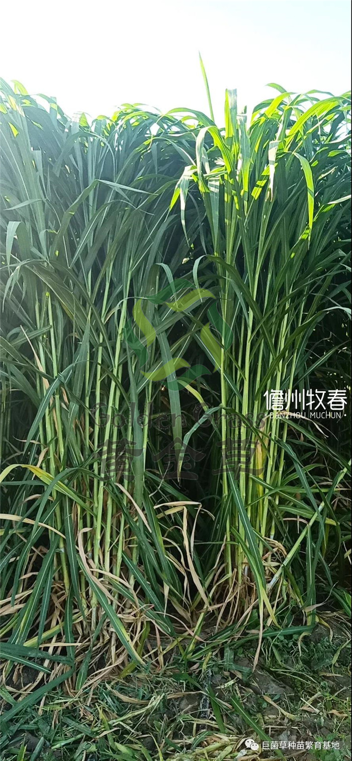 巨菌草养牛致富案例_巨菌草养猪技术_巨菌草养殖致富