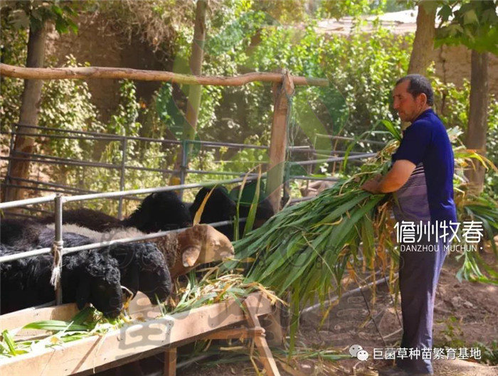 巨菌草养殖致富_巨菌草养牛致富案例_巨菌草养猪技术