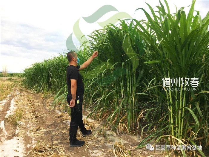 巨菌草养殖致富_巨菌草养牛致富案例_巨菌草养猪技术