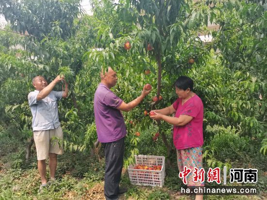 新乡高新区：“果树+家禽”生态养殖铺就致富路