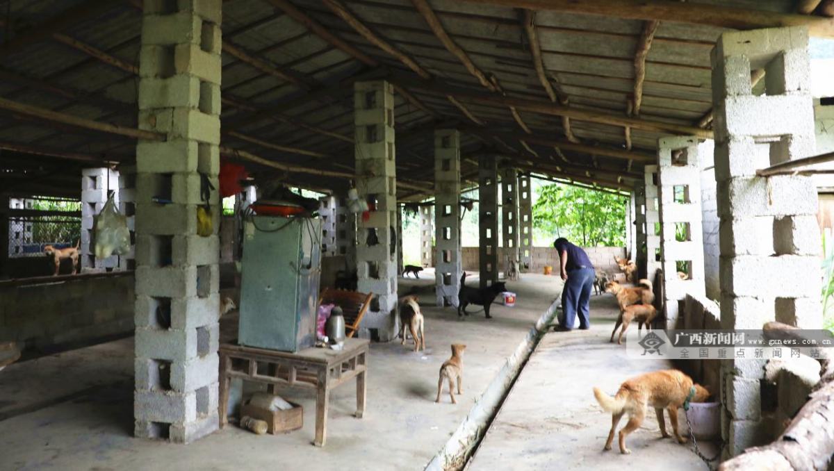 养殖致富土狗_养土狗赚钱致富经视频_养土狗致富经