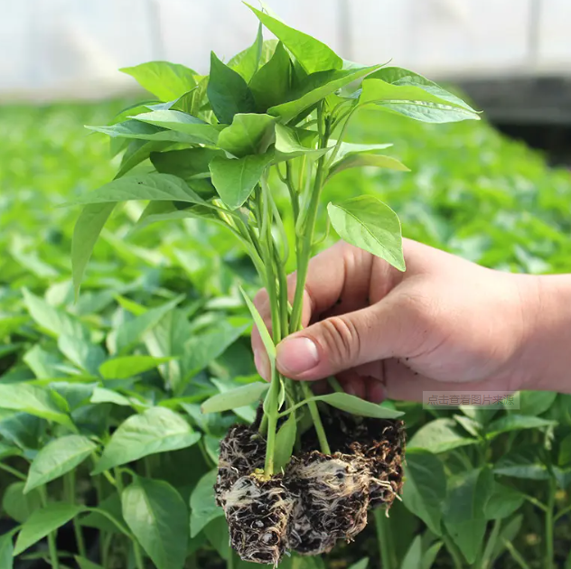 辣椒家庭种植技术_辣椒种植教程_辣椒种植家庭技术视频