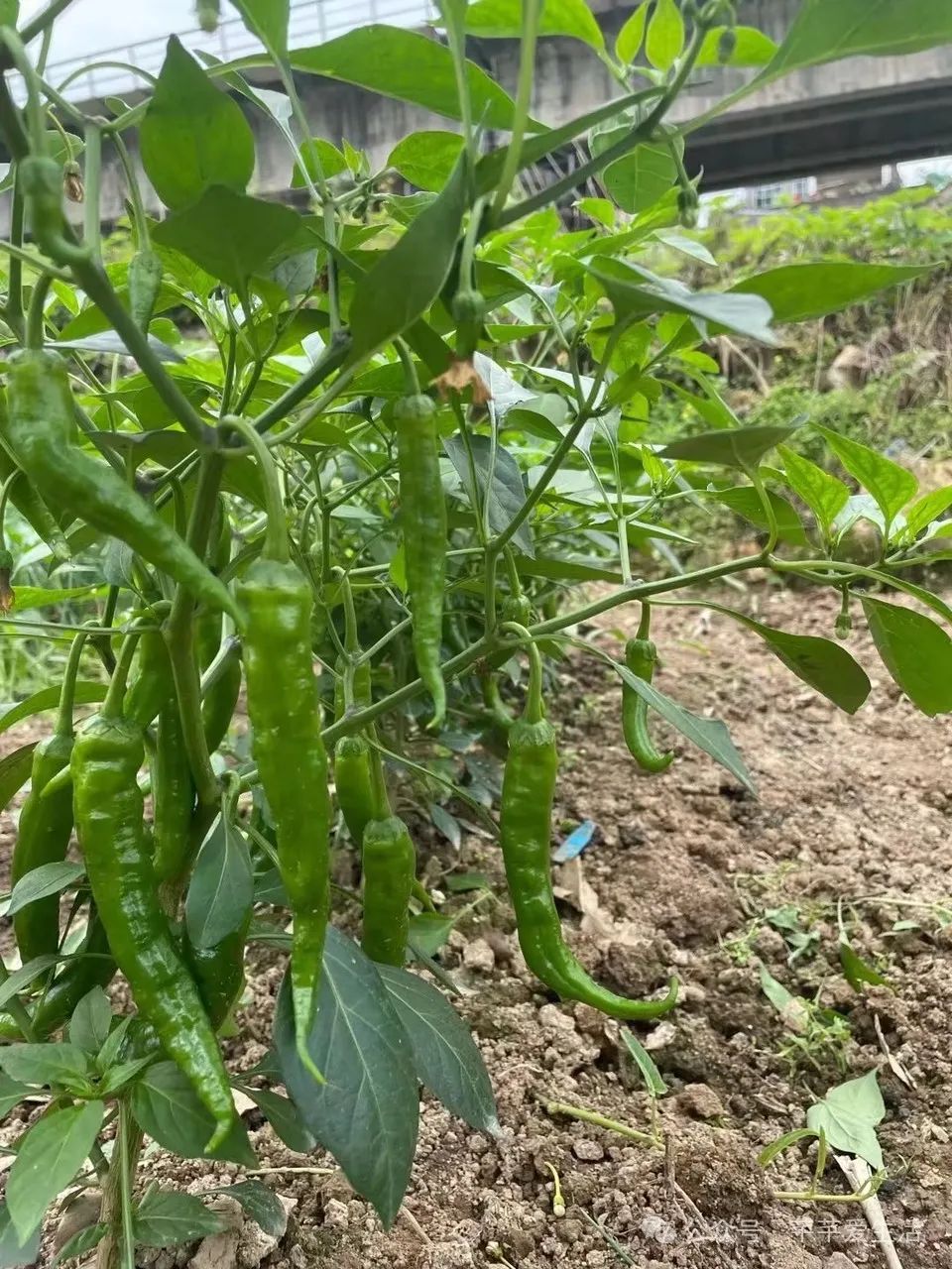 辣椒的家庭种植方法_辣椒家庭种植技术_辣椒种植家庭技术视频