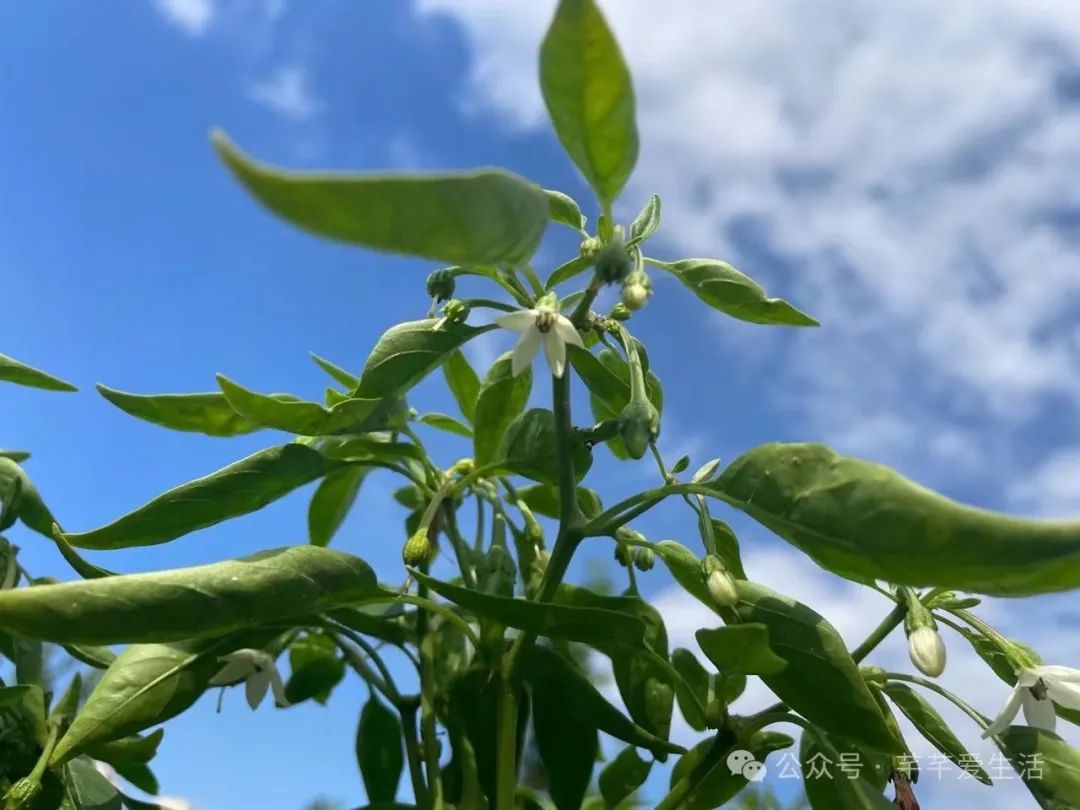 辣椒种植家庭技术视频_辣椒的家庭种植方法_辣椒家庭种植技术