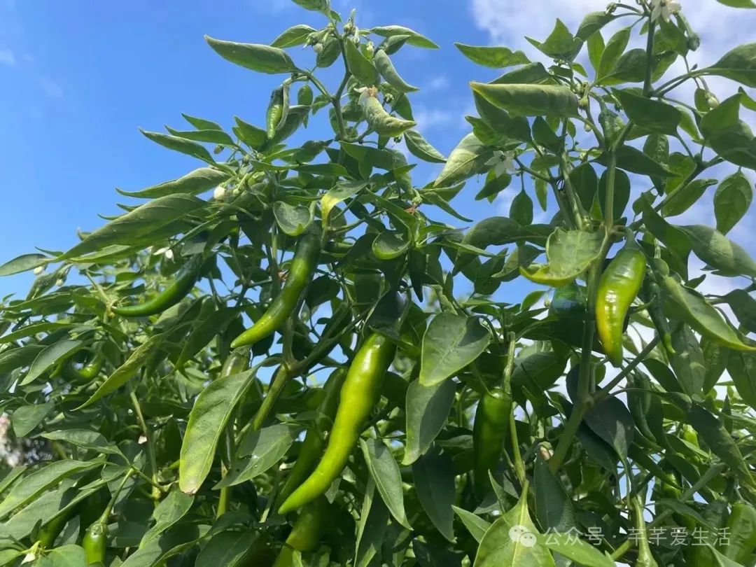 辣椒的家庭种植方法_辣椒家庭种植技术_辣椒种植家庭技术视频