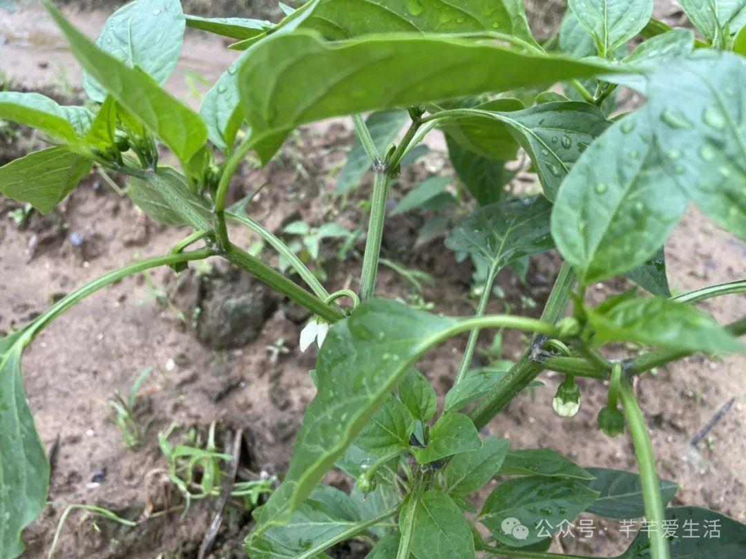 辣椒种植家庭技术视频_辣椒的家庭种植方法_辣椒家庭种植技术