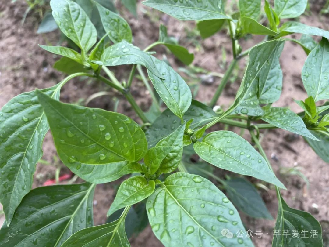 辣椒家庭种植技术_辣椒的家庭种植方法_辣椒种植家庭技术视频